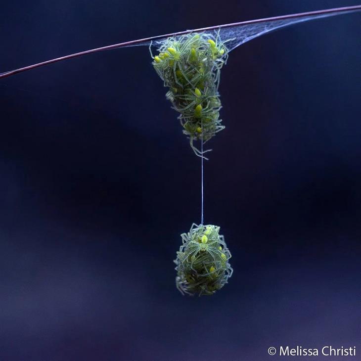 Nature photos from the Australian photography competition