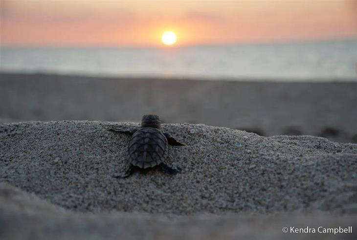 Nature photos from the Australian photography competition