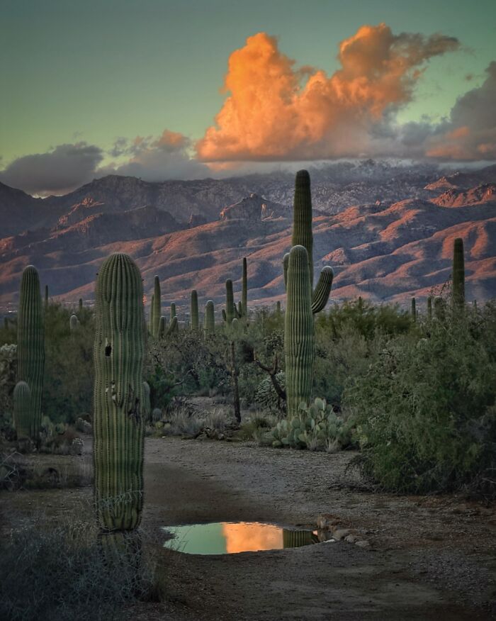 Photos from the iPhone Photography Awards for 2026: