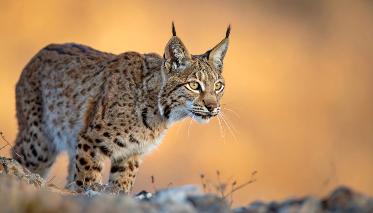 animals back from near extinction