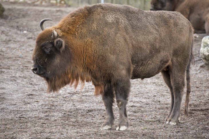 animals back from near extinction