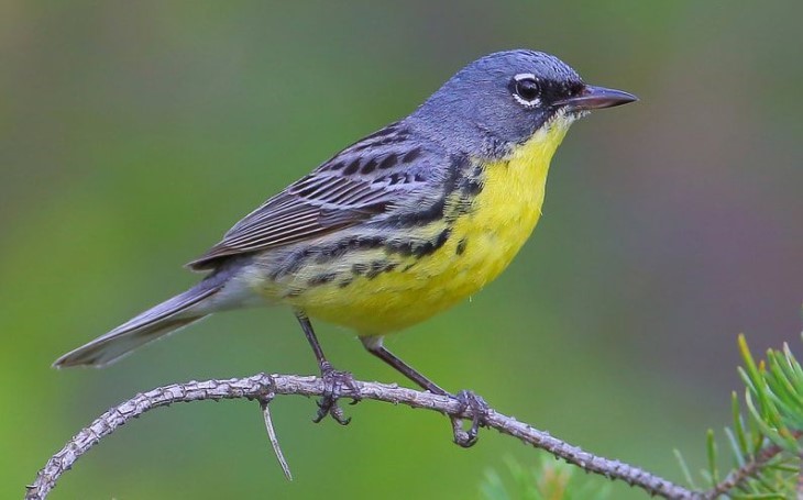 animals back from near extinction