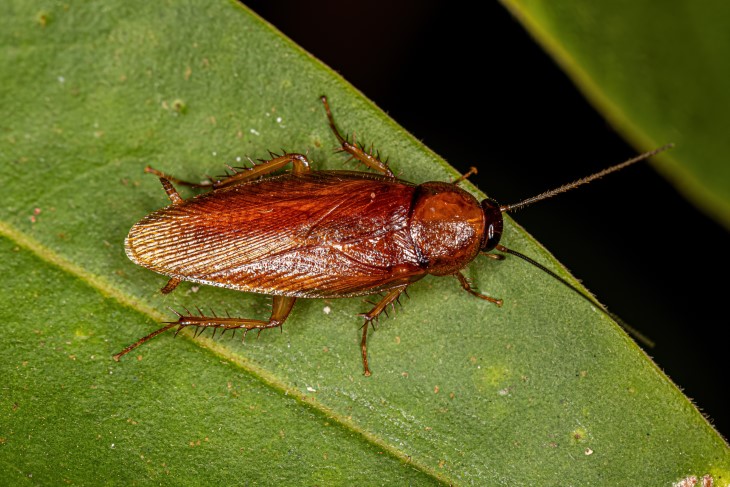 pest control cockroaches