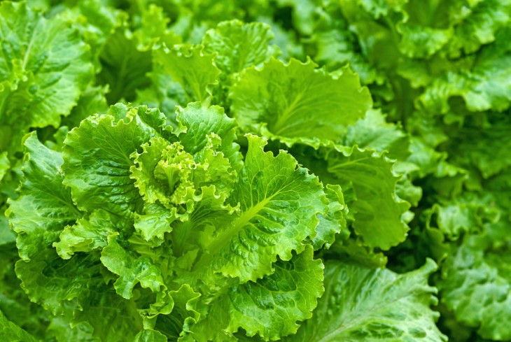 safe salad eating