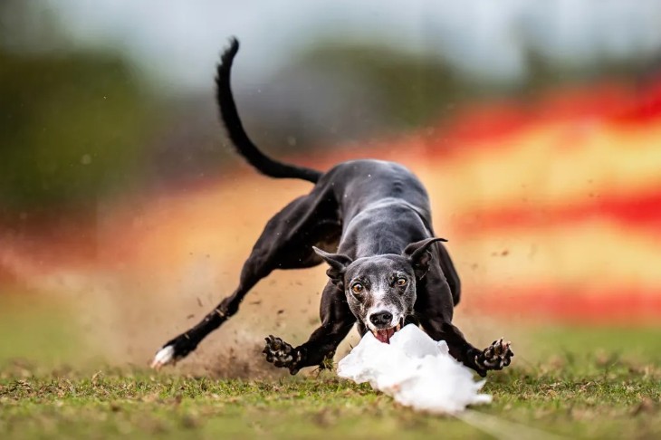 18 Photos from the International Pet Contest