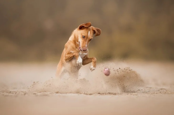18 Photos from the International Pet Contest