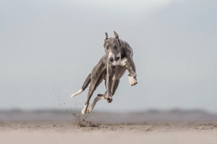 18 Photos from the International Pet Contest