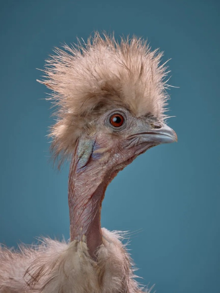 18 Photos from the International Pet Contest