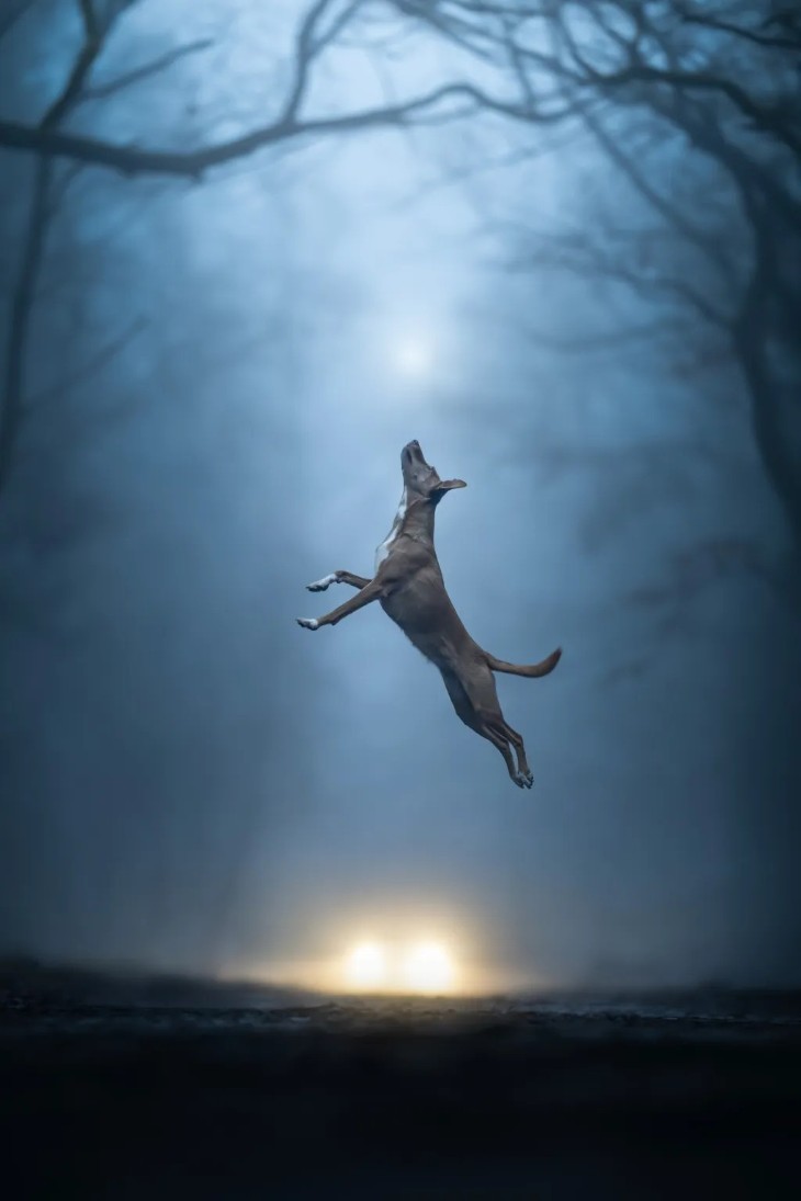 18 Photos from the International Pet Contest