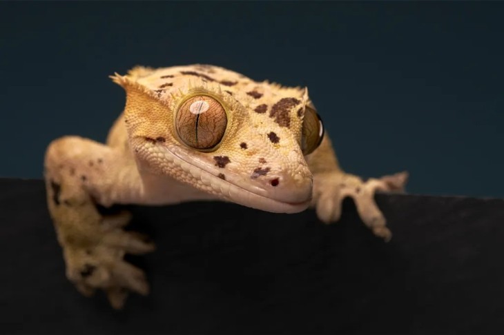 18 Photos from the International Pet Contest