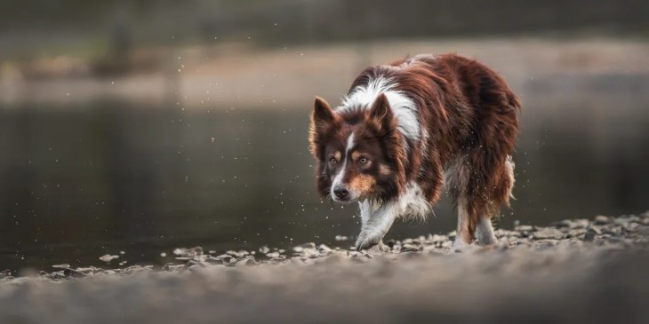 18 Photos from the International Pet Contest