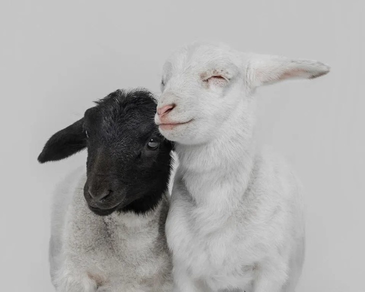 18 Photos from the International Pet Contest