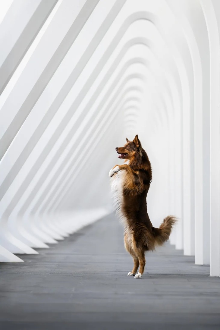 18 Photos from the International Pet Contest
