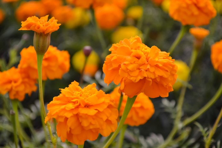 7 plants that deter pests