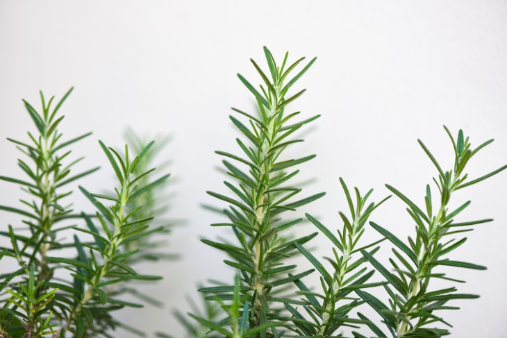 7 plants that deter pests