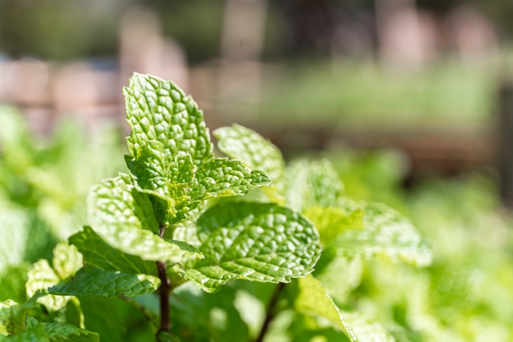 7 plants that deter pests