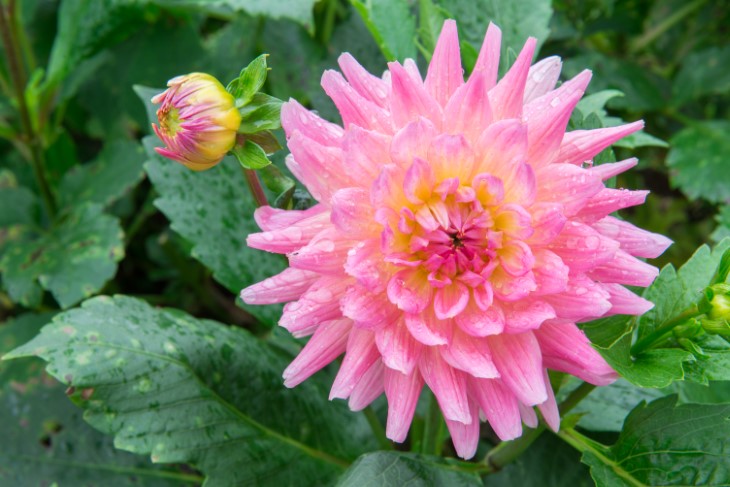 7 plants that deter pests
