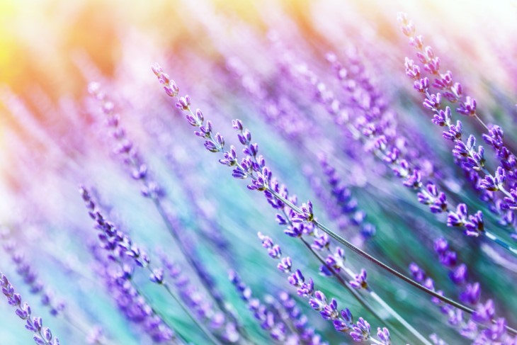 7 plants that deter pests