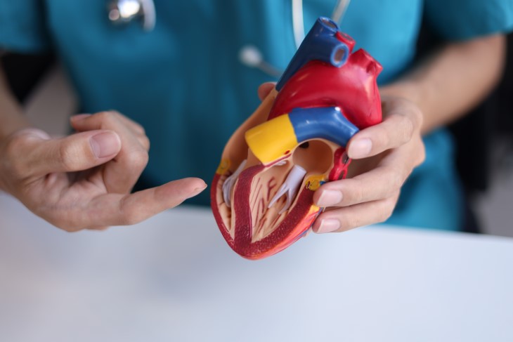 Heart test arteries