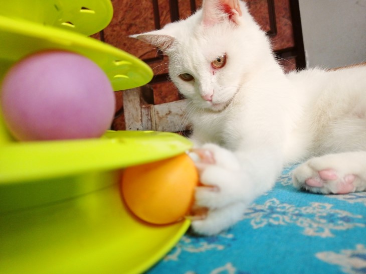 signs your cat is happy