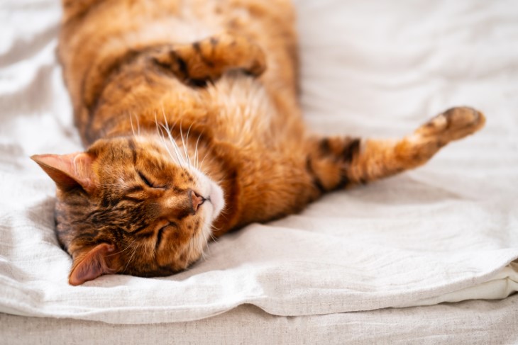 signs your cat is happy