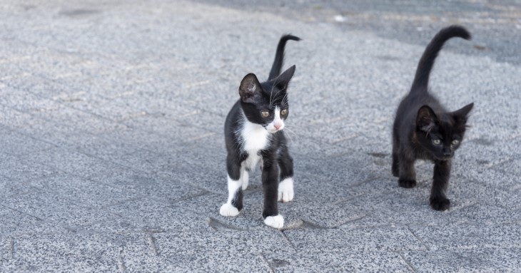 signs your cat is happy