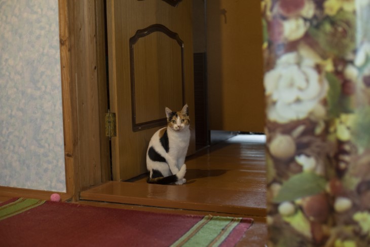 signs your cat is happy