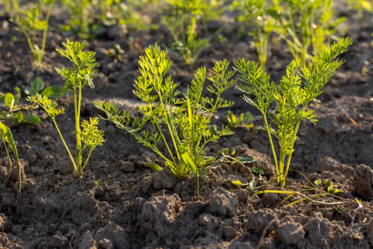 10 best plants to plant in september