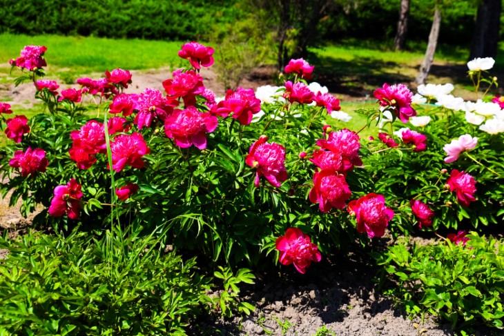 10 best plants to plant in september