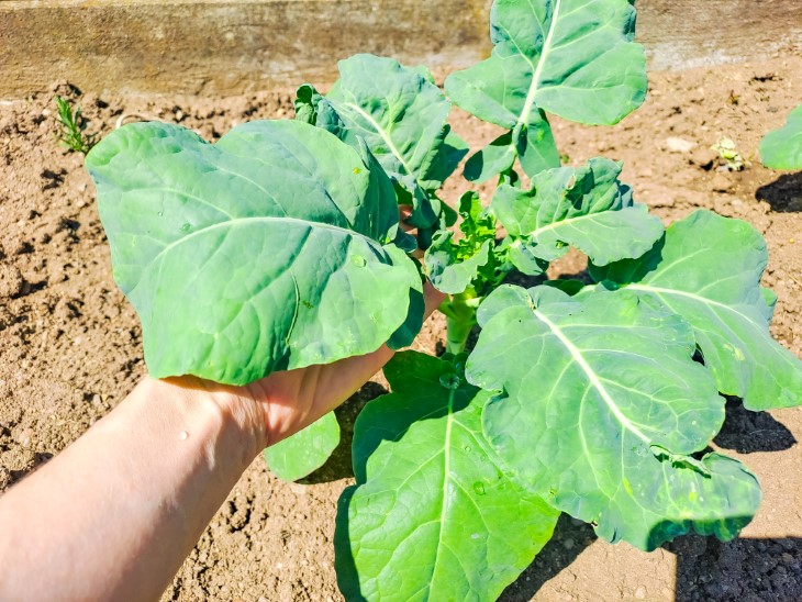 10 best plants to plant in september