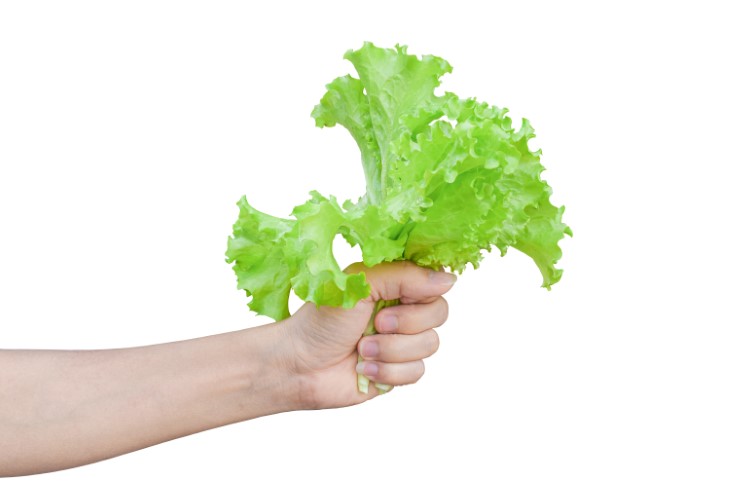 10 best plants to plant in september
