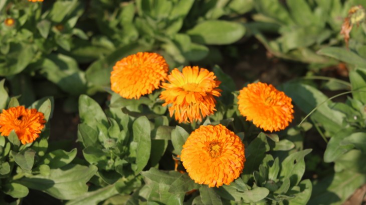 10 best plants to plant in september