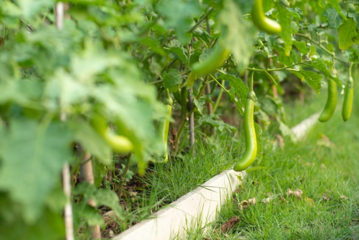 10 best plants to plant in september