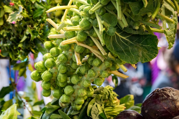 10 best plants to plant in september