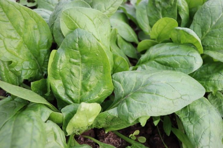 10 best plants to plant in september
