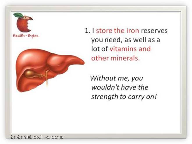 What the Liver does?, function of liver, medical