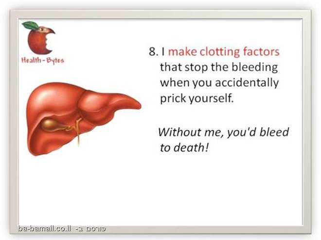What the Liver does?, function of liver, medical