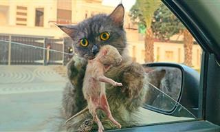 A Beautiful Cat Rescue Story