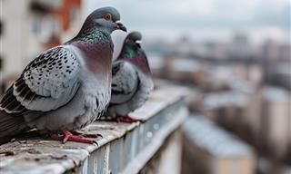 Do Birds Carry Diseases?