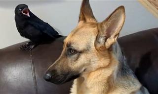 This Crow Picked a Dog as His Mother