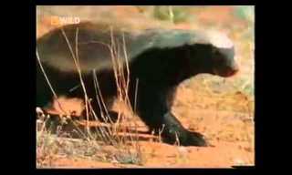 The Crazzzy Honey Badger - Hilarious!