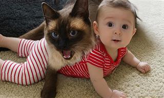 When Cats Protect Babies Like They Were Their Own