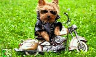 15 Hilarious Dog Memes by Witty Owners