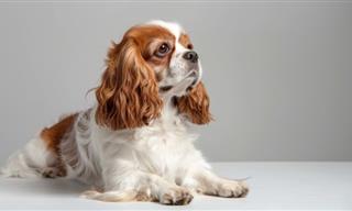 The Gentlest Dog Breeds for Families with Babies