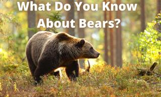QUIZ: What Do You Know About Bears?