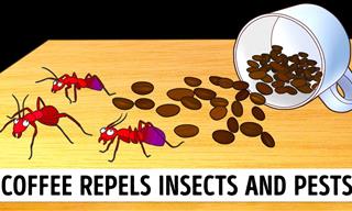 8 Natural And Safe Ways to Keep Ants Away From Your House