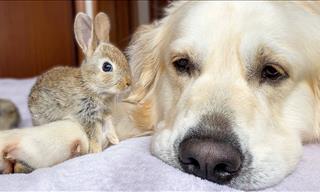 This Dog Adopted 5 Baby Bunnies and It’s Beyond Adorable!