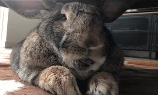 Giant Bunny Finds His Soulmate - Adorable!