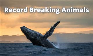 Animal Trivia: The Most Record Breaking Animals
