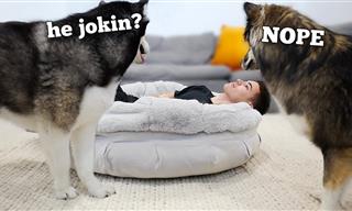 What Does a Husky Do When You Steal His Bed? Hilarious!